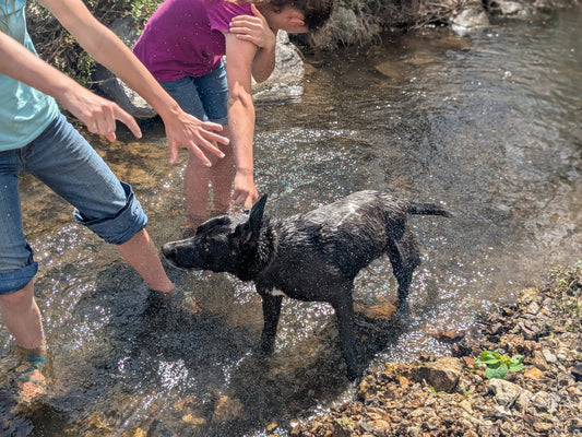 Can You Wash Your Dog With Natural Soap? We Tried It At the Creek