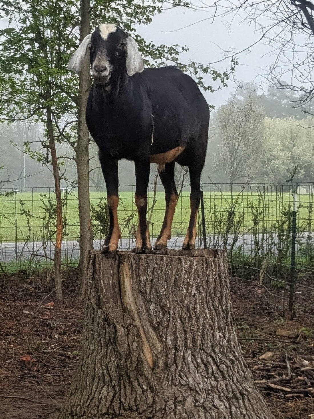 The Scent of Farmlife