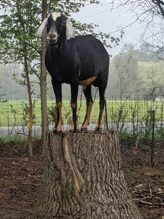 The Scent of Farmlife