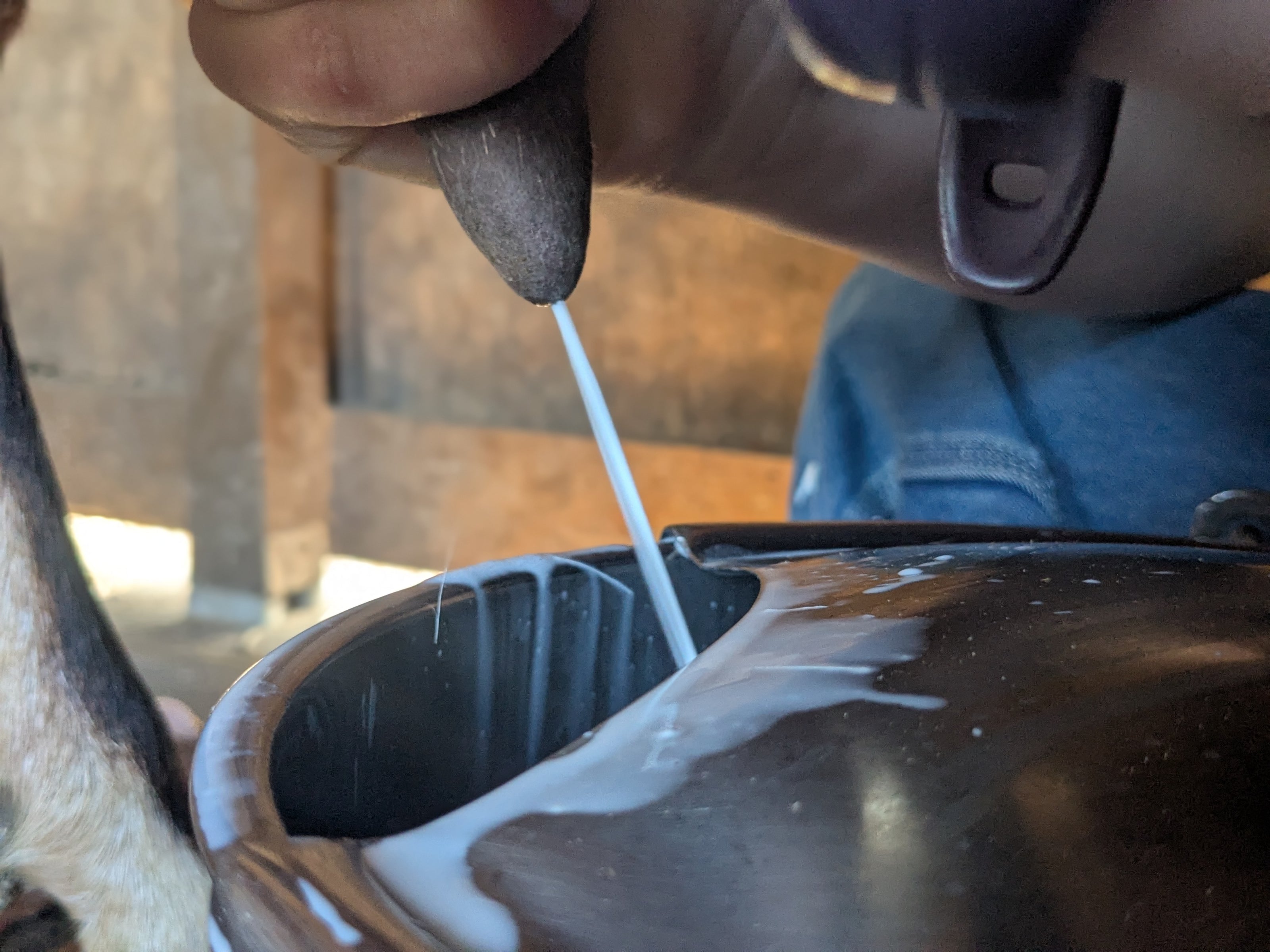 hand milking a goat into a metal bucket